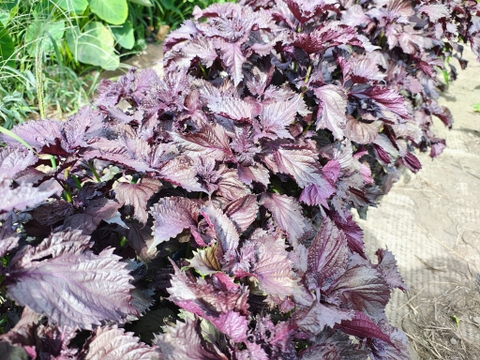 【栽培期間中　農薬不使用】見て美しく、食べて健やか。香り豊かな赤紫蘇の花（60サイズの箱にはいるだけ！）