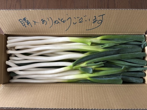 外身より中身に気づくは、粋の極み！規格外　Mサイズ（40本）