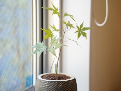 ミニ盆栽【ヤマモミジ×白黒縞陶器】高さ32cm×横18cm