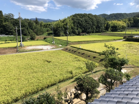 【県知事賞受賞】有馬温泉の麓産 新米コシヒカリ(白米)5kg ホタルの生息する場所です🏞️ 兵庫県産コシヒカリ《9月末頃〜発送🚛³₃》【令和7年新米】