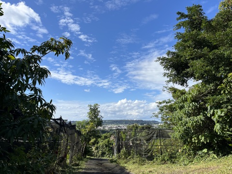 沖縄県南城市産　『枇杷の葉』100g