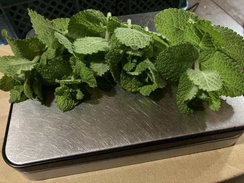 フルーティー♪ 自然栽培アップルミント（フレッシュ100g）