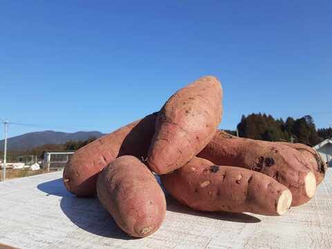 かごしまのさつまいもはそのやま農園　“さつま紅はるか” お得な訳あり品　今シーズンも元気においしくスタート！　今年は10月の掘りたてでも超絶おいしい！10ｋｇ　有機ＪＡＳ