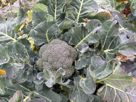 葉も食べられる！ブロッコリー５株（約２㎏）