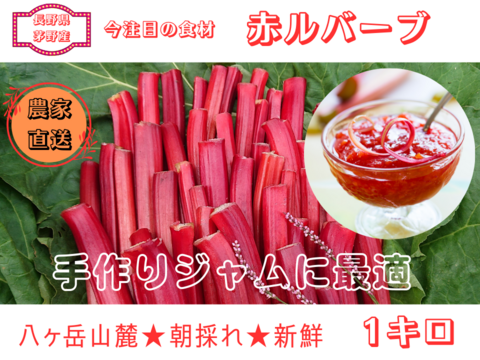 太く色づいた赤ルバーブ｜八ヶ岳の麓で育った朝採り1kg