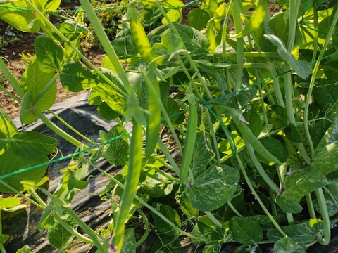 ✨今だけの春の味！高菜の花芽約300g＆絹さやエンドウ約80gセット｜旬のほろ苦さと甘み｜農薬・化成肥料不使用✨