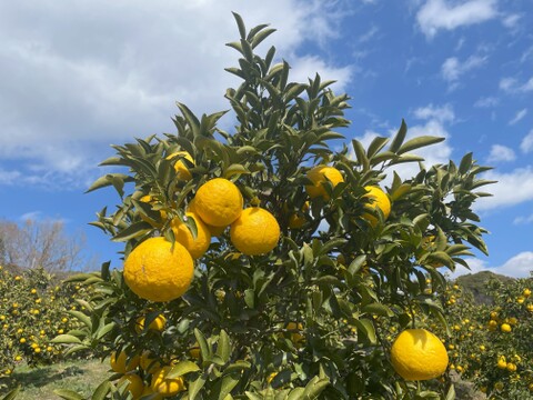 【自然栽培】日向夏４kg箱詰 -農薬不使用・無肥料・無除草剤-