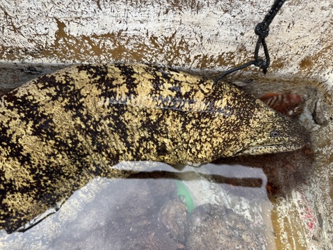 大型のウツボ　うつぼ　4k〜