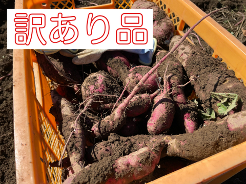 3kg 訳あり　新物　べにはるか　長野県産　さつまいも　紅はるか　 焼き芋　蒸かし芋　干し芋