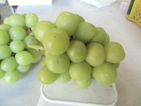 今だけ・完熟シャインマスカット2房（1ｋｇ）