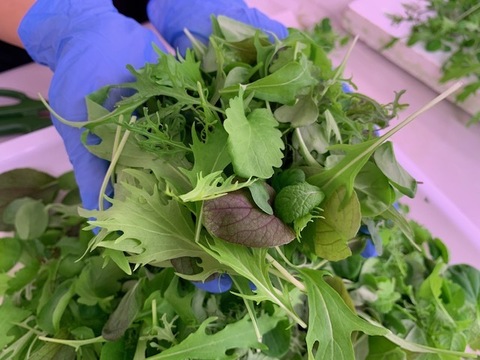 洗わずそのまま❕【アドガワリーフ】ベビーリーフ2袋(250g×2)