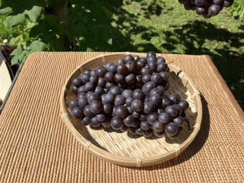 冬ギフト　青森の奇跡のぶどうスチューベン特秀2kg