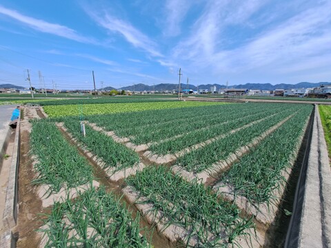 【野菜ソムリエサミット金賞🏆】淡路島玉ねぎ20kg