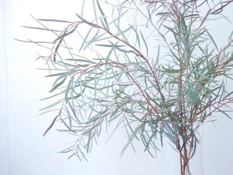 ユーカリ枝物【ニコリ】(50～60㎝/10本)インテリアをおしゃれに！アレンジにも