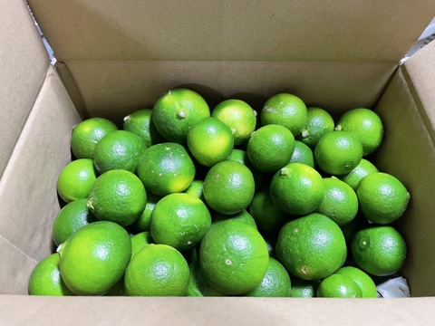 青みかん 2kg : 酸っぱくて爽やかな青切りみかん。すだち、かぼす のようにどうぞ！ (出荷:8月-9月)