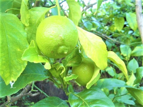 【無添加】ハンドメイド　グリーンレモンジャム(マーマレード)【農薬・肥料・除草剤不使用】