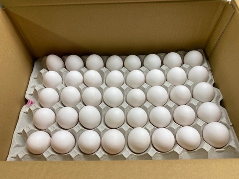 たまご 玉子 卵 10kg 白玉 1箱 Lサイズ エッグ EGG