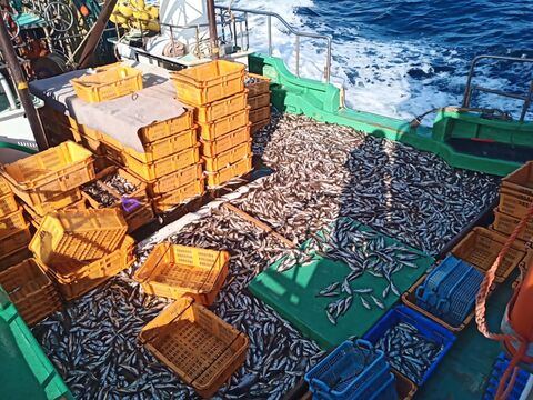 【限定】超希少品！脂ノリ最強！10月のハタハタ大中小混ざり(２㎏)おまけ付き(^^)