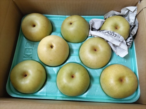 令和8年9月発送【予約】梨　二十世紀　良品　約3kg ‼️長野県産