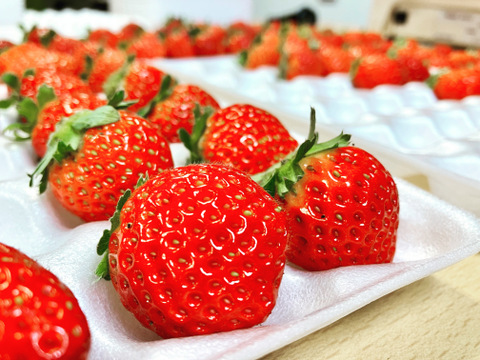 盛岡夏いちご(すずあかね)約600g入り１箱