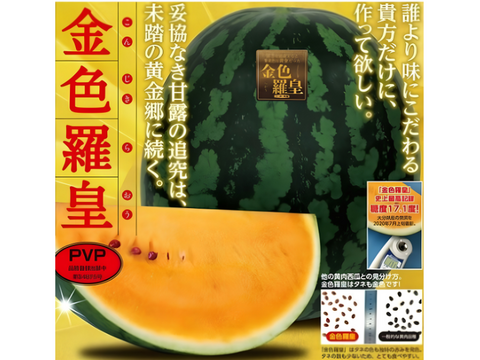 予約】尾花沢大玉スイカ 金色羅王 L 2玉 12~14kg 糖度17度前後の超甘