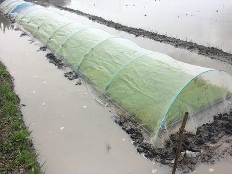 農薬・肥料不使用、天日干し
コシヒカリ(玄米19kg)令和5年産
🌾潮風はざかけ米