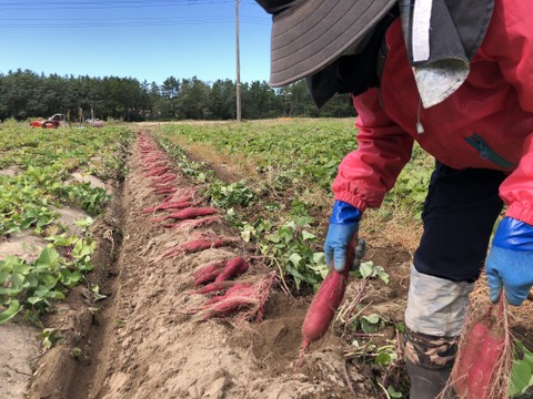 庄内平野の豊かな地下水と海からの潮風香る砂丘地で育てたさつまいも「紅はるか」　食べきりSサイズ 中心