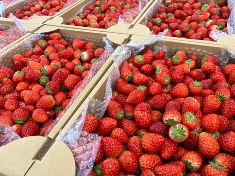 とちあいか（MSサイズミックス） 【約2kg】