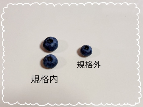 【新鮮！】【値下げ】朝摘みブルーベリーを夕方配送！1kg（500g×2p）