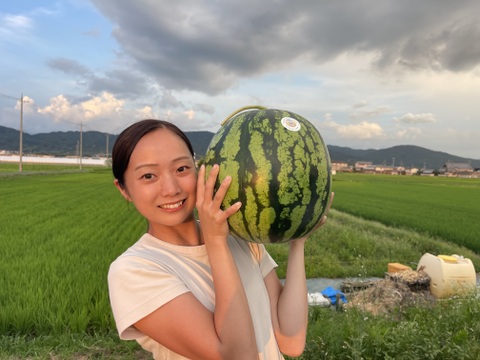 ウエヒラスイカ　金色羅皇　７ｋｇ〜１１ｋｇ程