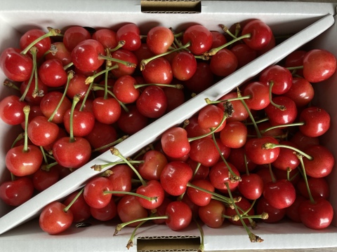 🍒さくらんぼ佐藤錦🍒秀品Lサイズ　1キロ　バラ詰め