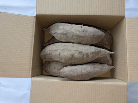 規格外】鮮やかな紫色！紫芋（あやむらさき）4.9kg Lサイズ、2L