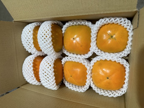 【20箱限定】和歌山の〜たねなし柿(約2kg)家庭用6〜8玉