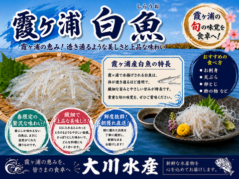 🐟希少 鮮魚 霞ヶ浦のダイヤ 生白魚 【しらす】1.5kg🐟