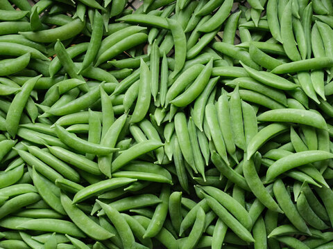 みんな大好き！ぷりっぷりのスナップエンドウ（1kg）