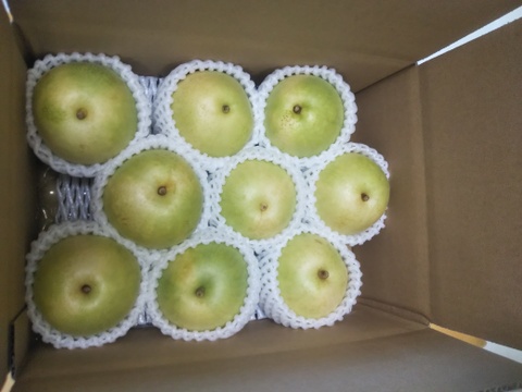 二十世紀梨 7～10玉 2.5ｋｇ