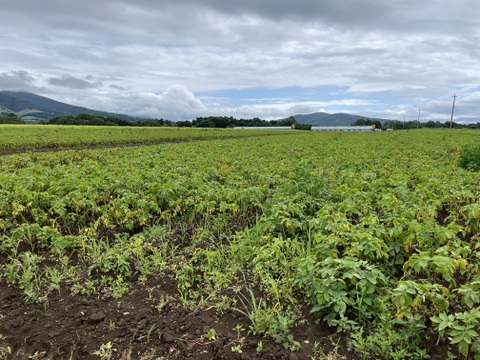 【2月予約】熟成ジャガイモ「はるか」　Ⅼサイズ5㎏