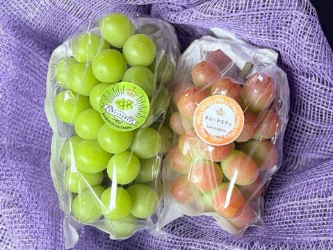 ごほうび気分で味わう、ふたつのぶどう　岡山県産『シャインマスカット＆サニードルチェ』ご自宅用１kg