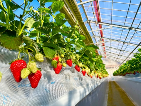 【品種おまかせ】船橋産完熟いちご230g×4P