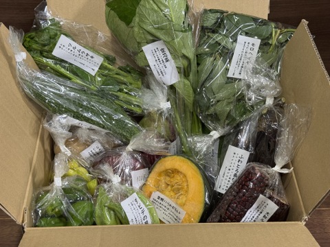 定期便限定!【旬のVEGE箱（80サイズ）】土壌医＆有機農家がつくる！畑の「今」を箱いっぱいにつめこんだ野菜セット（約11〜12品種）