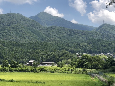 奥養老産コシヒカリ5kg【令和6年産】
