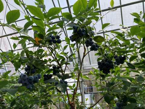 人気上昇！大粒国産ブルーベリー風味豊かなトワイライト110g×4パック化粧箱入