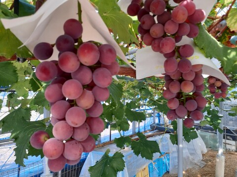 】【２０２６年発送受付】グロスクローネ２～3房　ご家庭用約1.5㎏