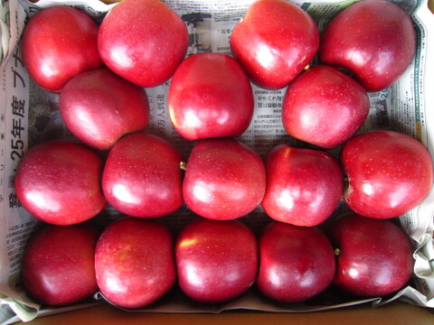 樹上完熟紅玉 総重量 約4kg前後 青森県 南部地方産 自家りんご農園生産直送品！