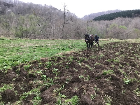 季節の野菜セット