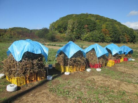 【自然栽培】北海道倶知安町 令和3年産 茶大豆 1kg