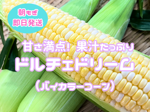 甘い❗6本果汁したたるドルチェドリーム🌽2Ｌ(360ｇ)以上6月下旬～【朝どれ】