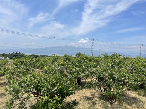 【今が旬♪】採れたて新鮮な完熟した甘酸っぱい生のブルーベリー１㎏！真空パック(500×2袋）