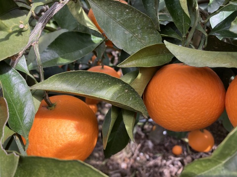 愛媛県八幡浜市産 清見orange 家庭用(8kg)