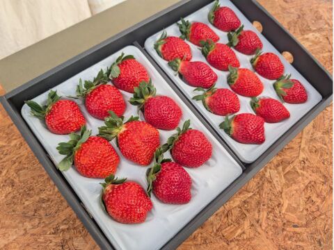【大切な方への贈り物に】贅沢！食べ比べいちご 化粧箱入り400g×2トレー